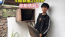 原以为一箱40斤蜜已经很多，没想到老叔说4箱200斤蜜稳了，厉害了