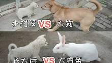 小奶狗从小敢挑衅大狗！吓得大狗离去，长大后看见小白兔吓得飞起？