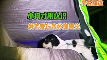 才刚刚认识就老爱钻我帐篷里睡觉，这小狗是要赖上我了！