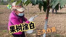 要想果树病虫害少，抗冻性强，主杆涂白，涂白方法和作用