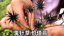 鬼针草不是“草”，用对了还是宝！看看对人都有啥好处？
