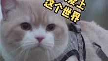 真的好喜欢这个世界，喜欢你们大家啊#猫 #治愈 #可爱 #小可爱哈比