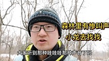 虎豹公园森林深处传来哇哇哇的声音 小龙听着声音去找寻 网友：够拍三集走进科学的