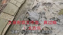 鱼池清塘请大舅帮我抓甲鱼，居然叉到甲鱼王！亲戚们直呼太过瘾了
