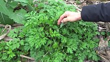 让农民头疼的艾草厉害了，原来有这么多用途，值得收藏，您了解吗