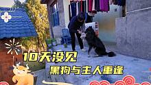 从外地10天后回家，黑狗看到主人激动坏了，回家的感觉真好！