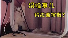 这小屁猫早熟啊！咱就说...干啥事儿，非得要拉窗帘啊？