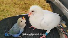以小欺大，牡丹鹦鹉面对比自己大几倍的鸽子也不怂，天生的暴脾气