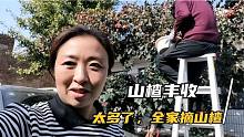 玲子家山楂成熟了，邻居来帮摘山楂，老公梯子上站，好和谐好热闹