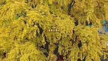 太行山下藏着一颗古银杏树，树围3.4米，高20余米，现在超美，再晚就看不到了#一起来拍秋天 #旅行 