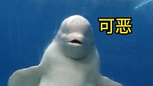 着实偏心了！伤心的小白鲸只能给你来个“洗礼”了！