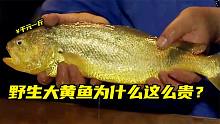 千元一斤的鱼？到底贵在哪，吃着满嘴人民币的味！