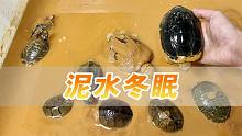 泥水冬眠教程，非常稳的乌龟冬眠方式，一看就会！