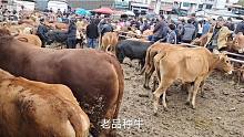 上千头牛市，还是土牛最多体型小难长还没人要，品种牛都是过称买