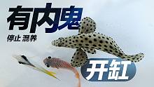 【海洋水族】开缸养鱼，矫情的蝶鱼却成了缸霸？