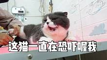 主人说：“它在猫界混得很不好”一来就对我骂骂咧咧的