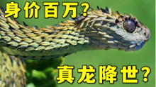 最像龙的网红蛇，身披盔甲携带剧毒竟然刨土吃蚯蚓···