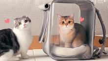 把猫咪装在透明包包里，然后带回家！
