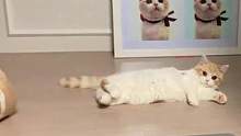 别的小猫咪可不兴学这样哟#曼基康矮脚 #短腿猫 #矮脚猫 #萌宠