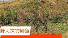 田间地头鲫鱼真多，如果您也喜欢钓鱼，喜欢野钓，请给海弟一个免费的双击，感谢支持 #钓鱼 #野钓 #户