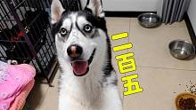 主人教狗狗喊二百五，二哈非要和主人对着干，打死都不配合，搞笑