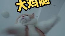 养猫的乐趣#猫 #可爱 #治愈
