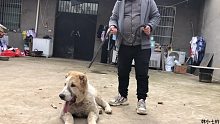 俄罗斯中亚牧羊犬，敢和野狼开咬的犬种，这条四个月大就这么霸气