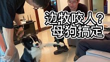 边牧咬人母狗纠正（第一集）