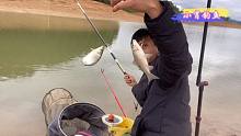 这样的野钓鲫鱼鱼饵，太给力了，鲫鱼疯狂抢食。
