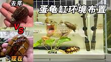 果核泥龟饲养一年能有多大变化？分享一下我的养龟环境布置