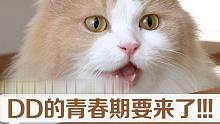 奶油管家小猫到了青春期的表现？小可爱升级大捣蛋！