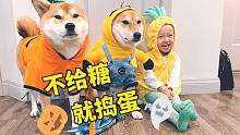 万圣节一起讨糖！柴犬小woo穿上衣服秒臭脸 妹妹笑得最开心！