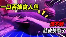 招财猫再次生吞280元食人鱼，肚子大的差点撑破，怒上龙虾惩罚