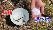 洗衣粉撒在蚂蟥身上会怎样？3秒后反应强烈，镜头记录真实全过程