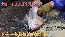彪哥这次捕鱼小网没什么收获，绝望之际大网却连续上了十几条大货，其中一条值钱品种的石斑鱼