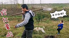 萌娃遛狗反被遛，果园挖出超大的红薯，鸡鸭鹅被狗吓得够呛