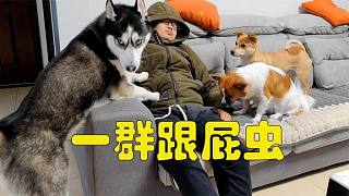 養(yǎng)狗以后想安靜一會太奢侈，狗狗們像狗皮膏藥一樣粘著你，崩潰了
