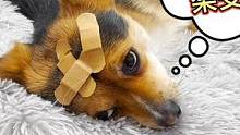 狗狗受了伤，回到家却还被主人打骂一顿，得知真相后主人沉默了！