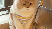 是懂礼貌的小猫咪