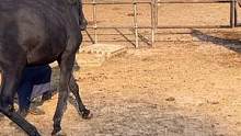 从头到脚全身乌黑的黑毛驴修蹄子，修完蹄子舍不得走了