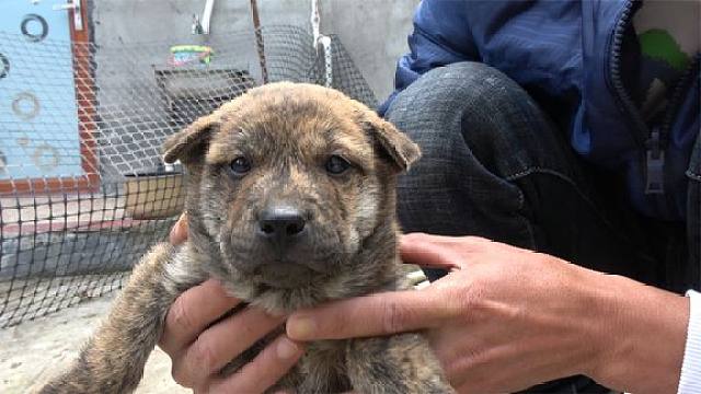 难得一遇的虎斑土狗,相貌极品虎头猫耳,老板2000块拿下