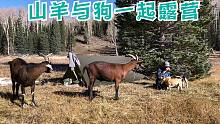 带着山羊和狗一起野营-冰冻的高地湖，户外火炉灶烹饪技巧，荒野露营