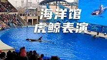 虎鲸表演-上海海昌海洋公园虎鲸表演全程拍摄