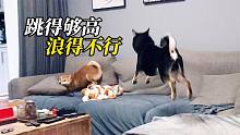 两只小柴犬性格差异大，一只沉稳恬静，另一只浪得不行