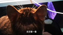 猫说：降温了，我现在需要你啦！