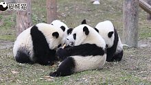 熊猫宝宝开会，似乎在密谋不得了的事