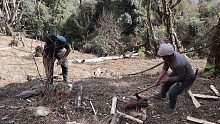 尼泊尔乡村探索-在丛林中采伐柴火