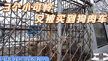 3个小可怜又被买到狗肉车，好心人看到联系我，可悲同样的收狗人
