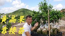 老林去给网友找几棵黄晶果苗，顺便带大家看看靠接苗是怎么样子的