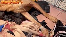 德国牧羊犬产后的第一步，是做什么护理，小伙儿都这么做。